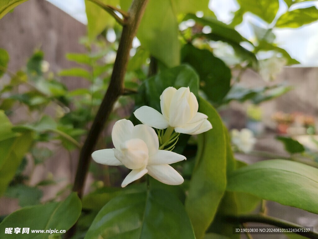 茉莉花