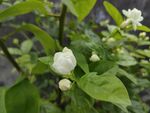 茉莉花