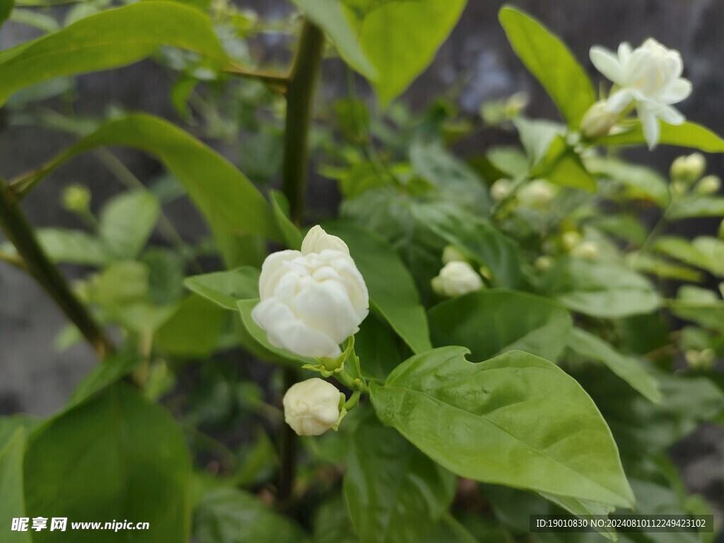 茉莉花