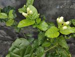 茉莉花