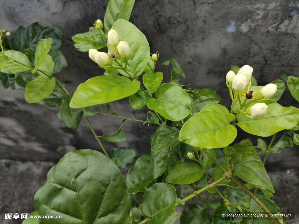 茉莉花