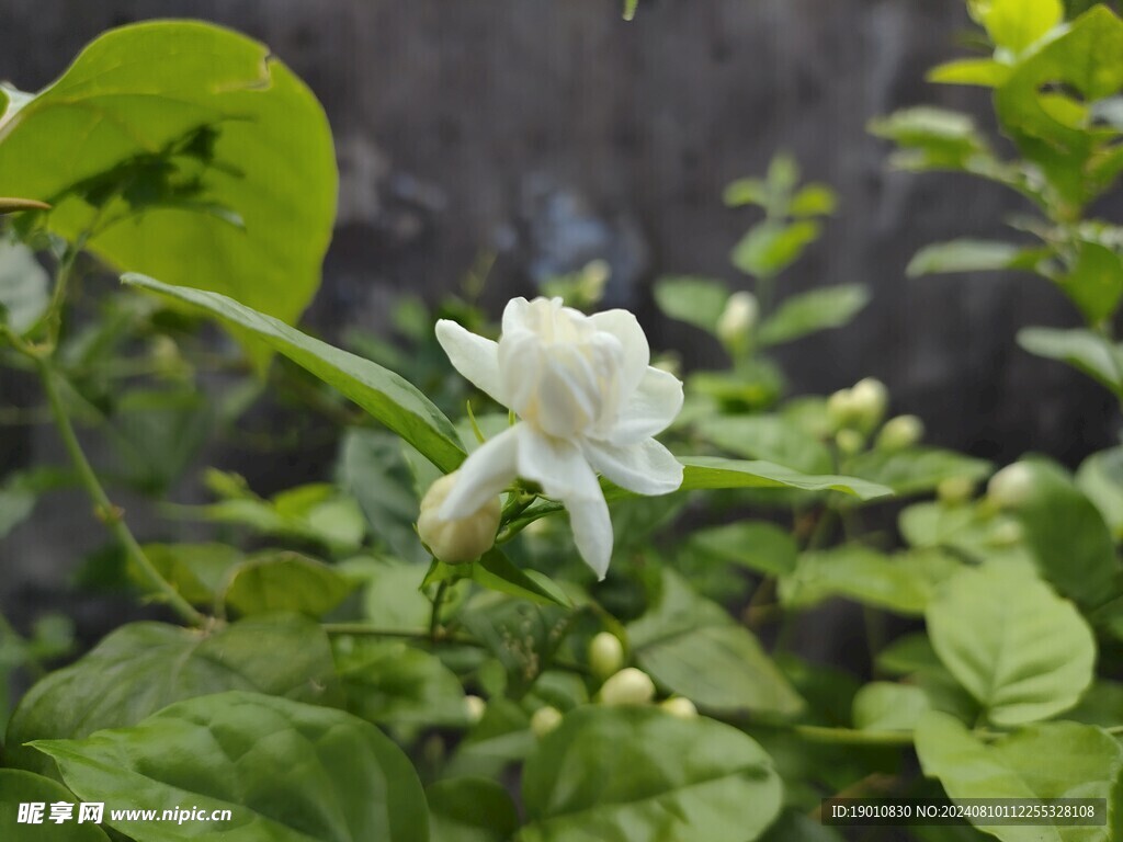 茉莉花