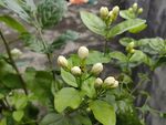 茉莉花
