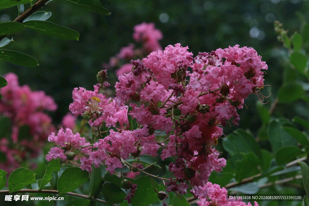 紫薇花 