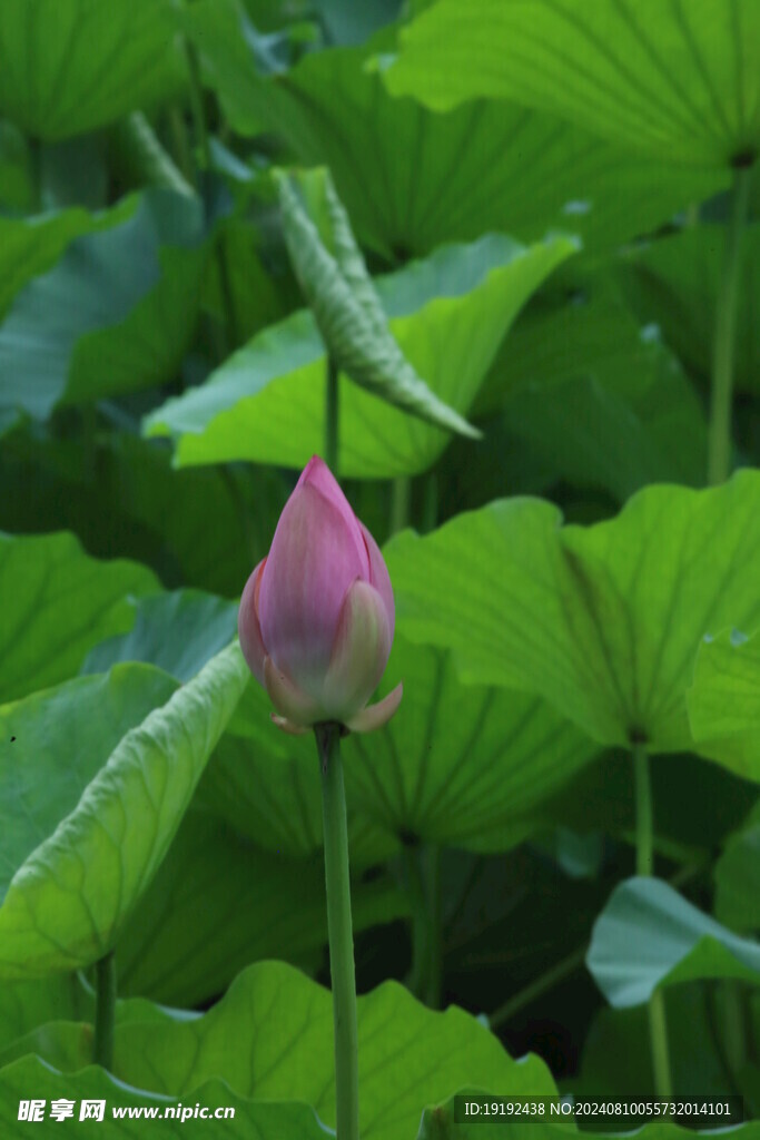 荷花荷叶 