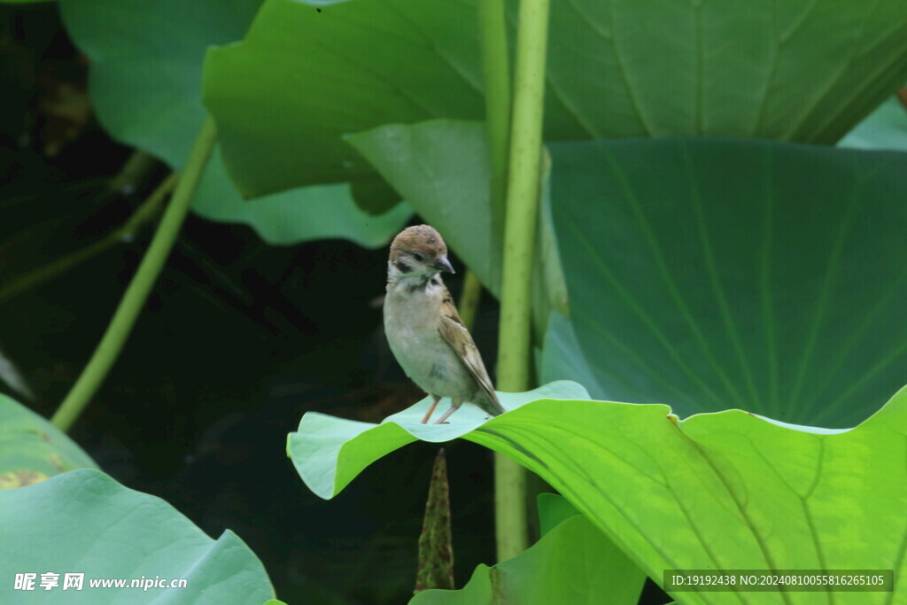 小麻雀 