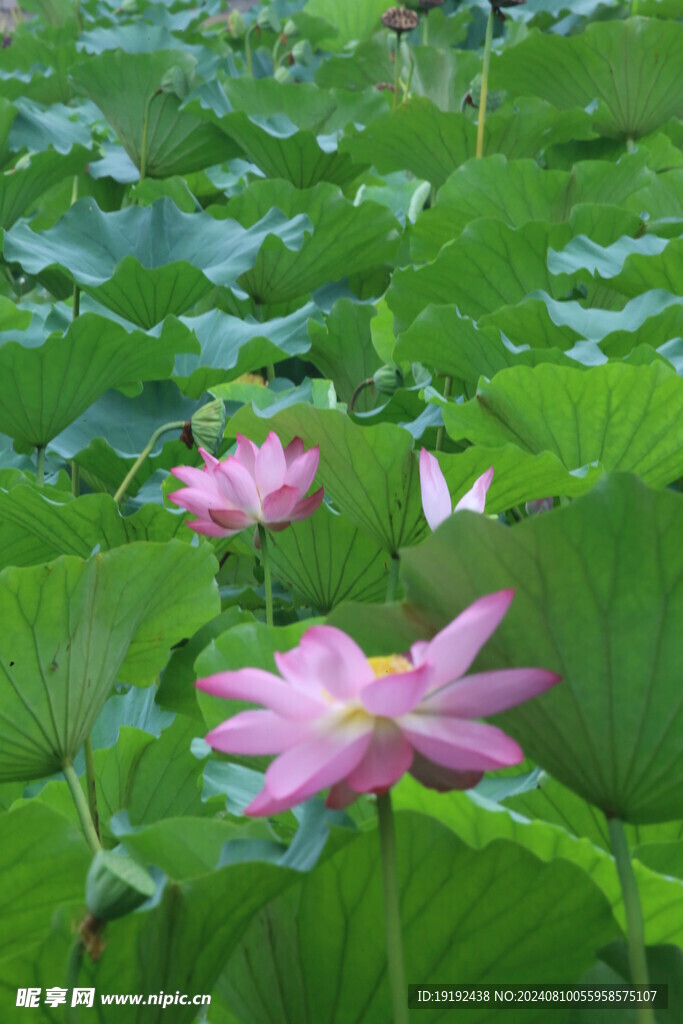 荷花荷叶 
