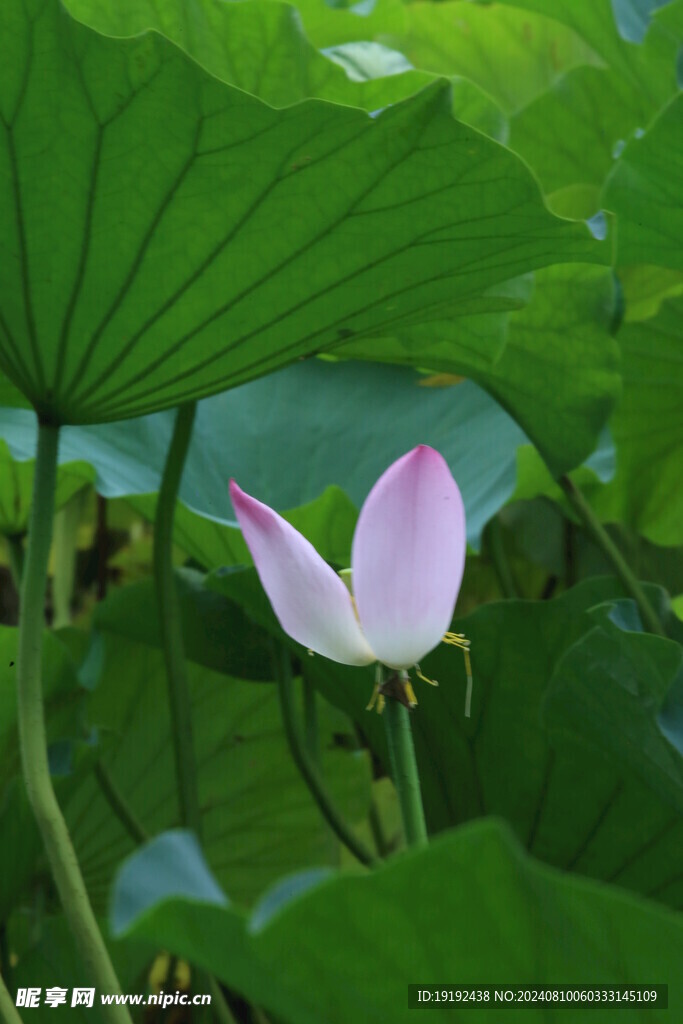 荷花荷叶