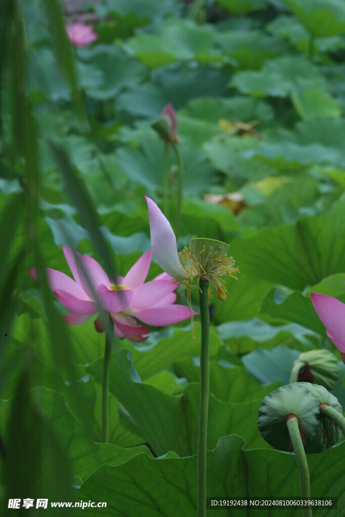 荷花荷叶  