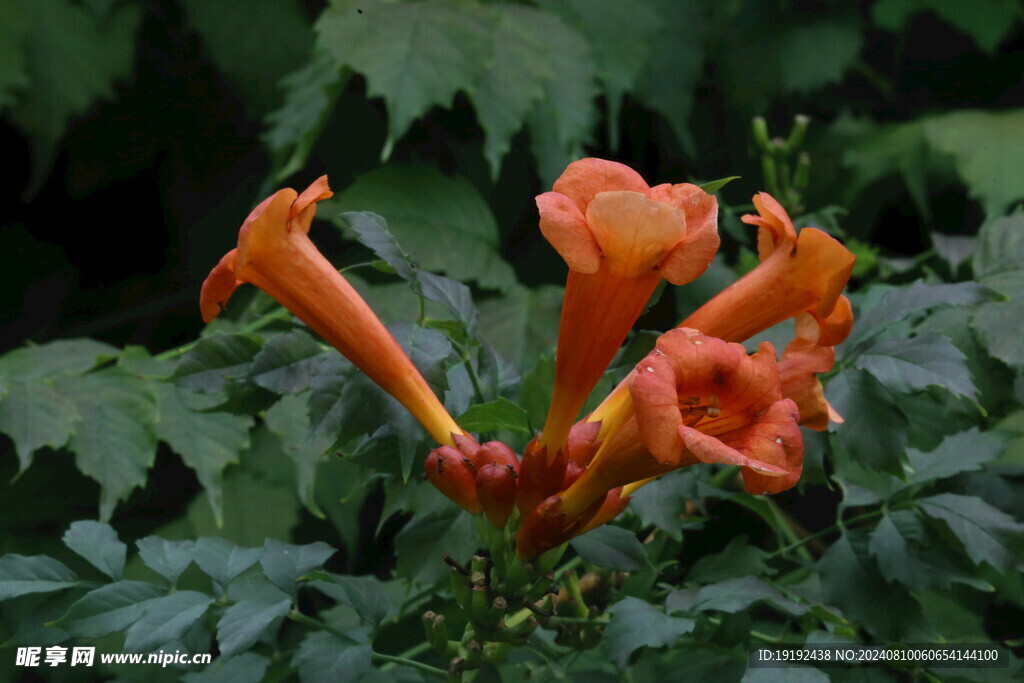 凌霄花 