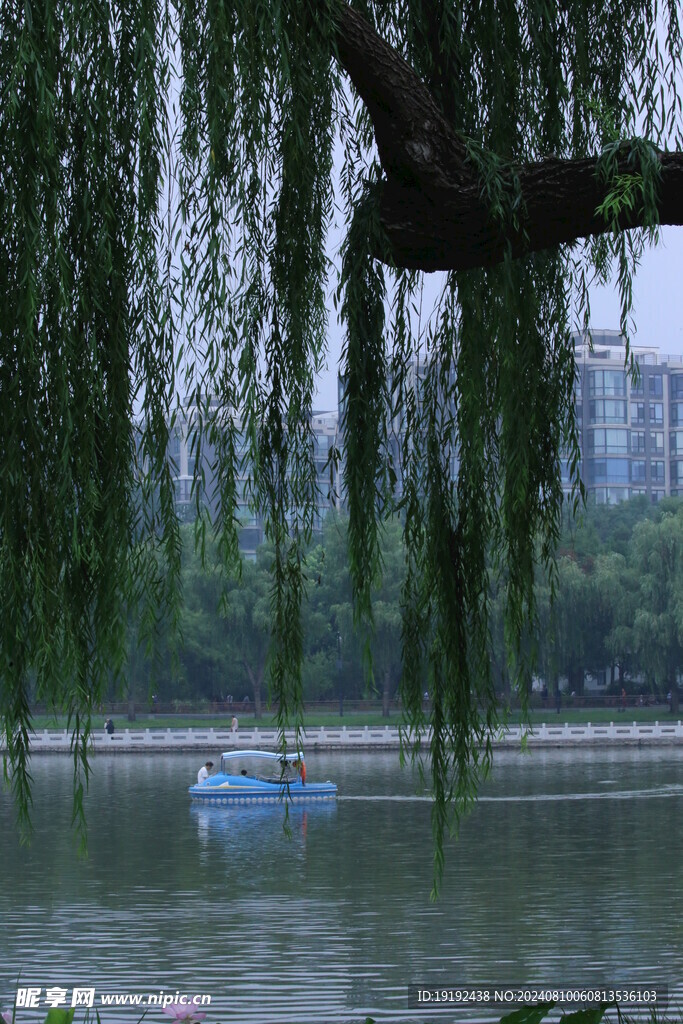 垂柳风景  