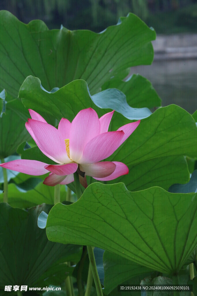 荷花荷叶  