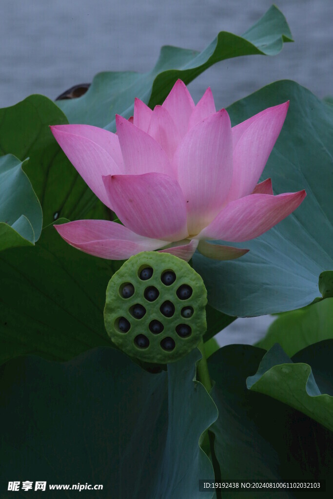 荷花荷叶 