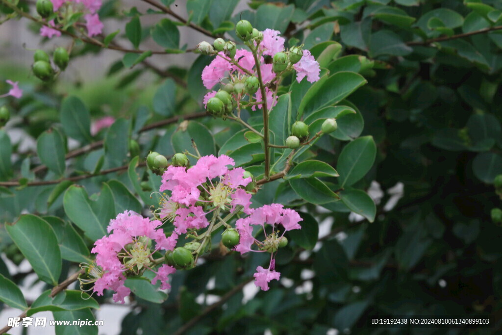 紫薇花  