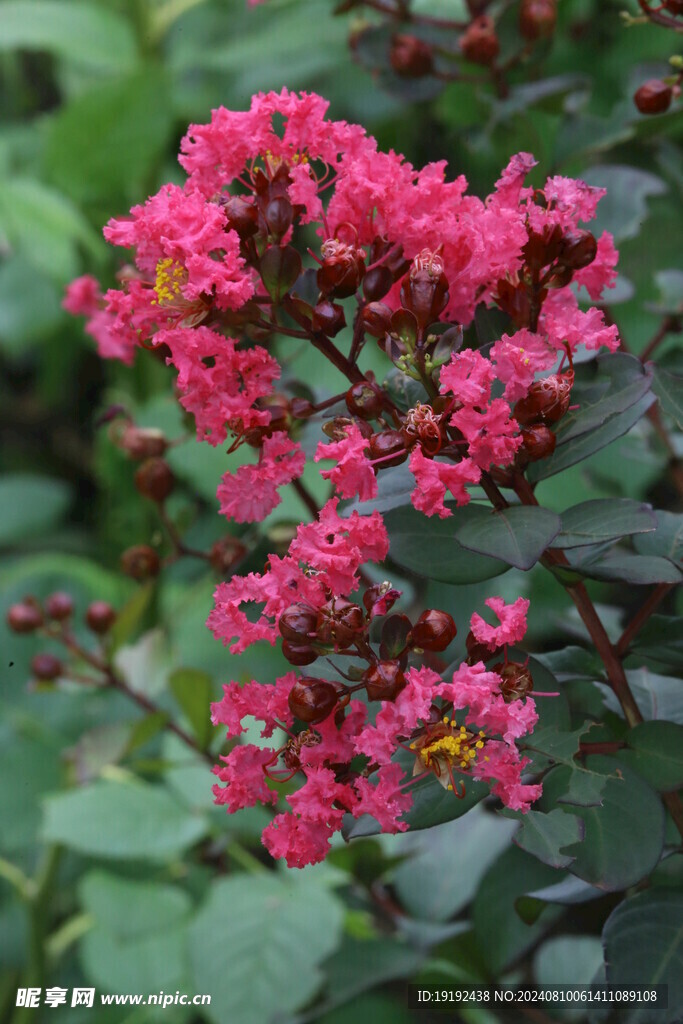 紫薇花  