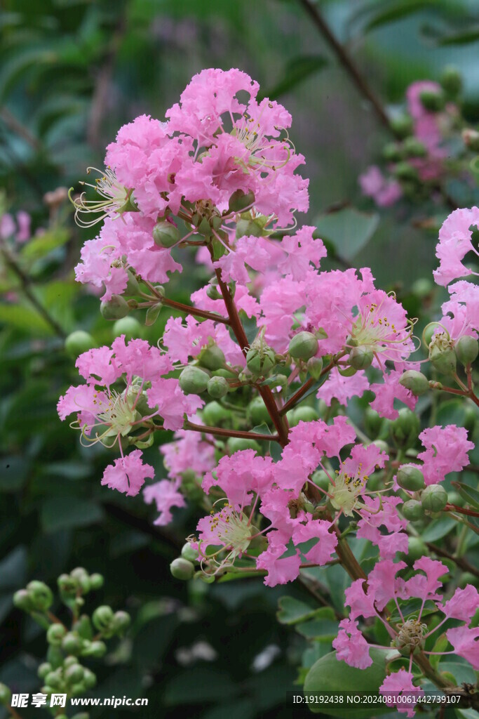 紫薇花 