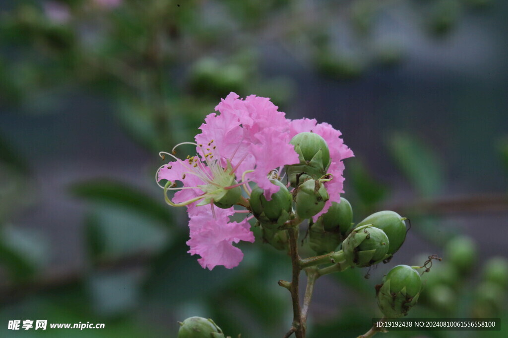 紫薇花 