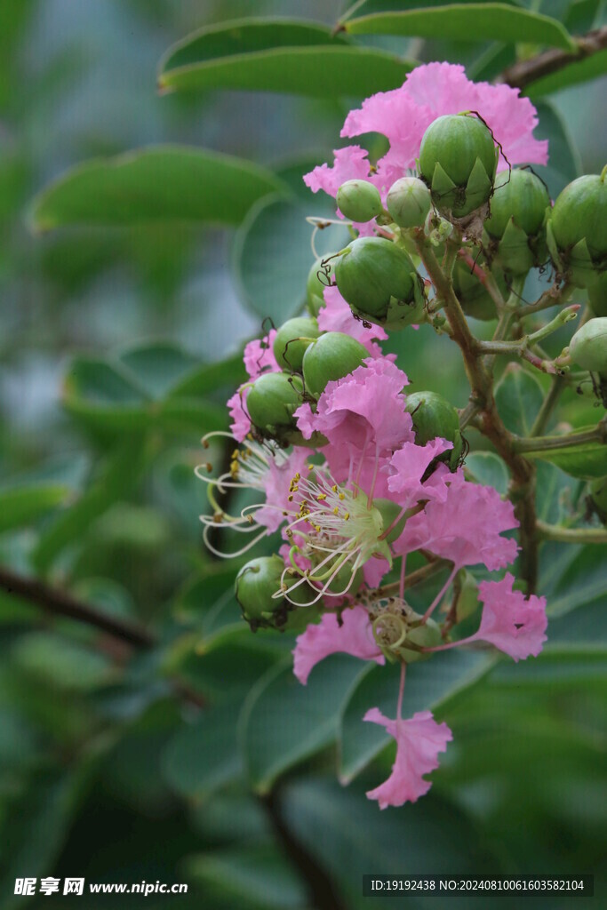 紫薇花  