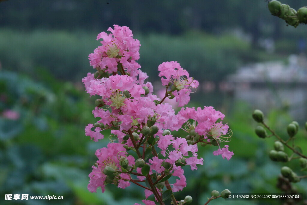 紫薇花  