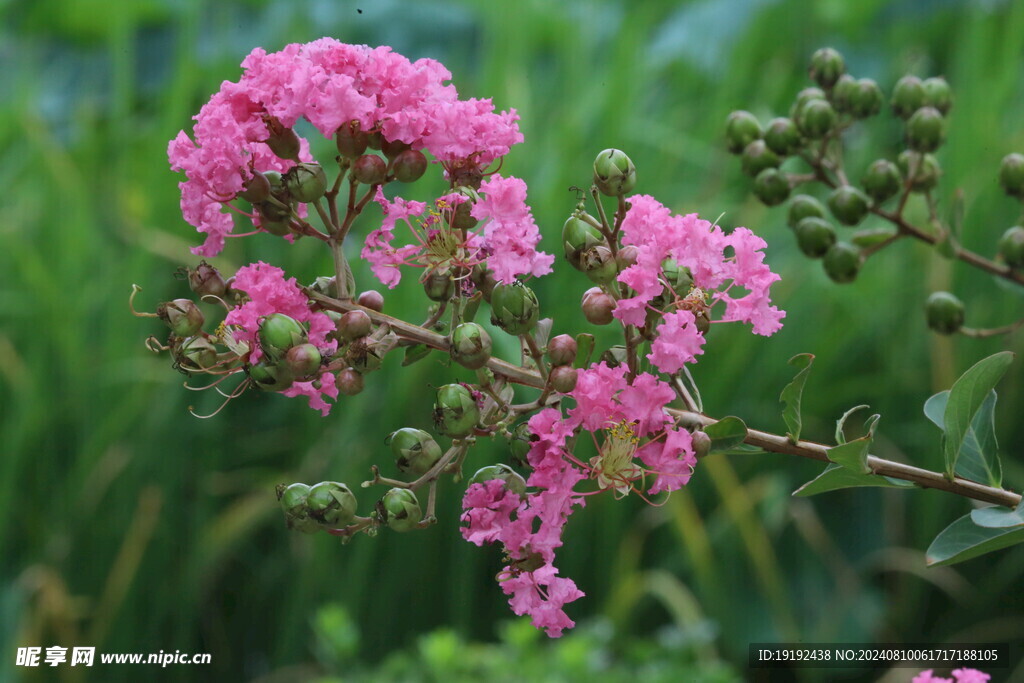 紫薇花  