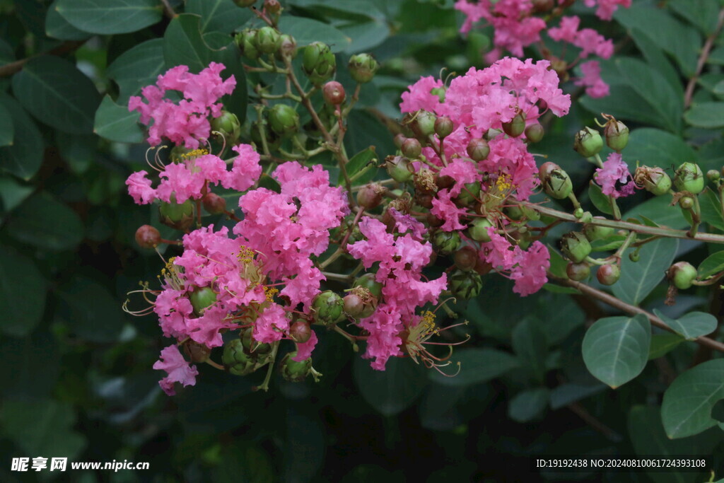 紫薇花  