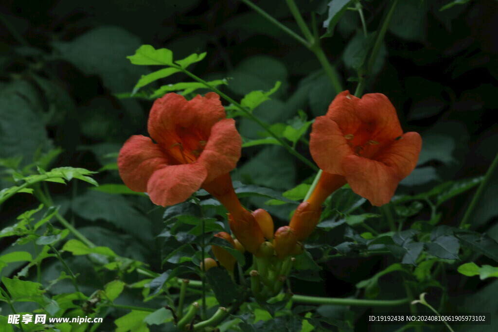 凌霄花  