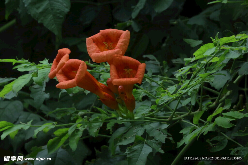 凌霄花  