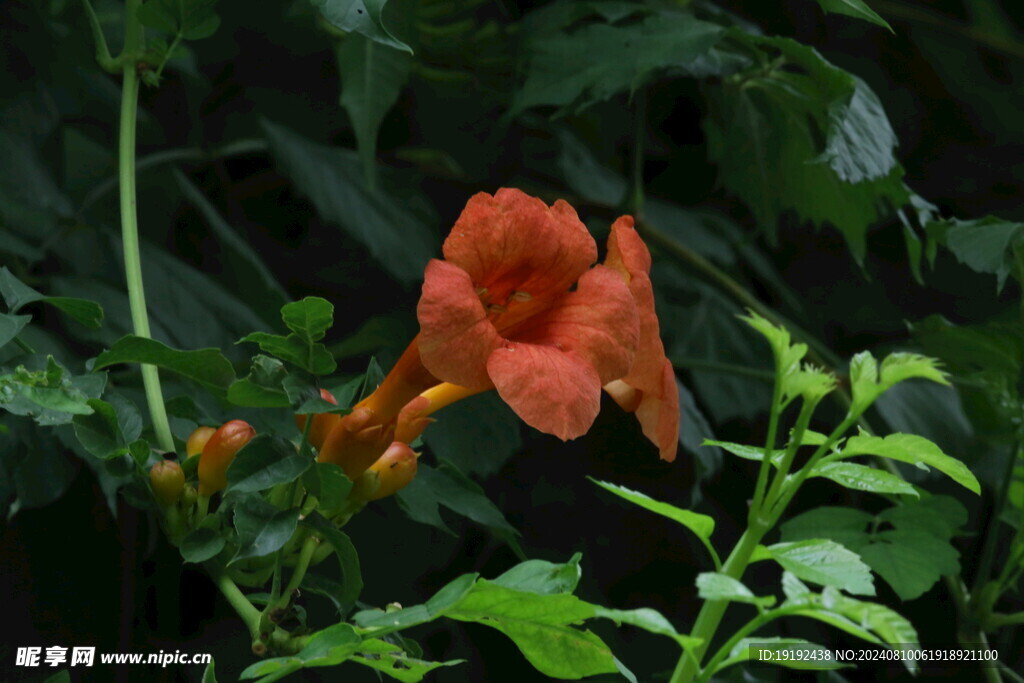 凌霄花 
