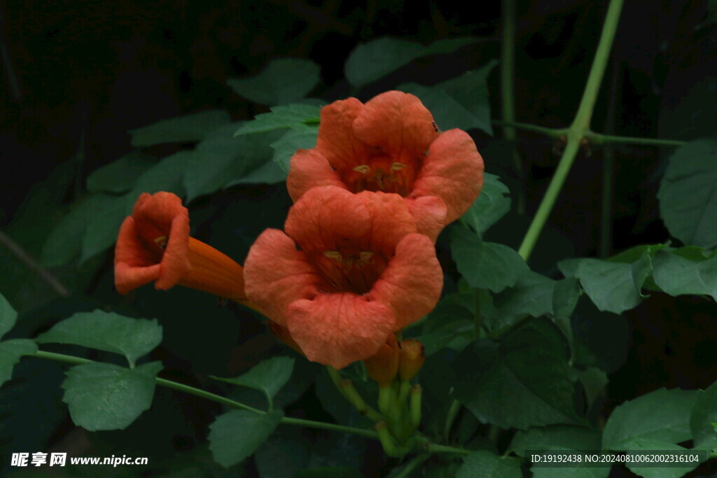 凌霄花  