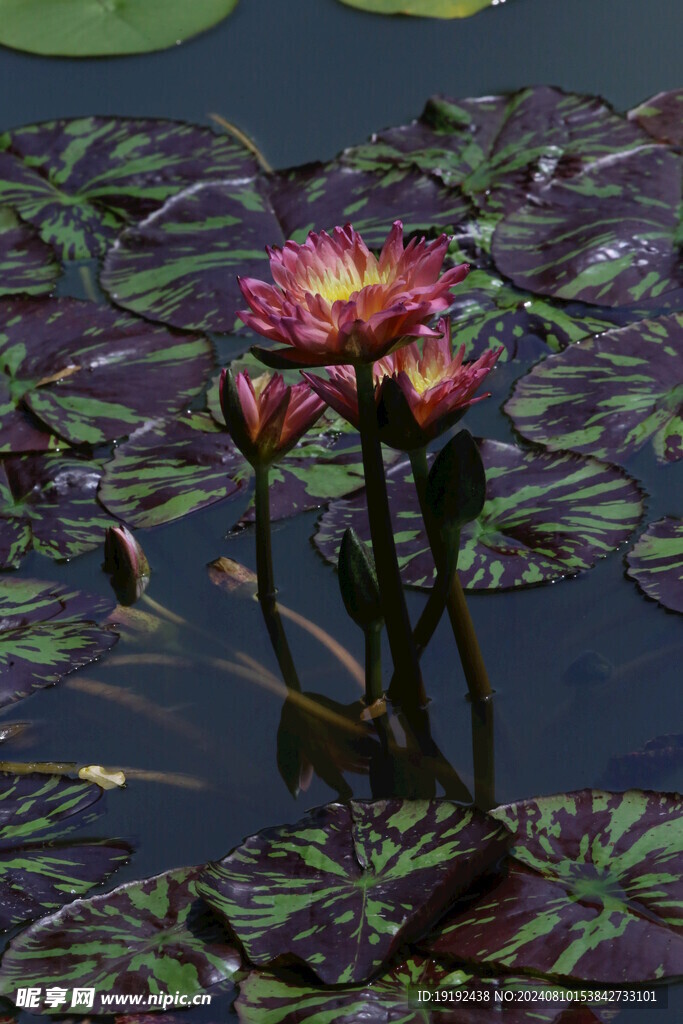 睡莲花 
