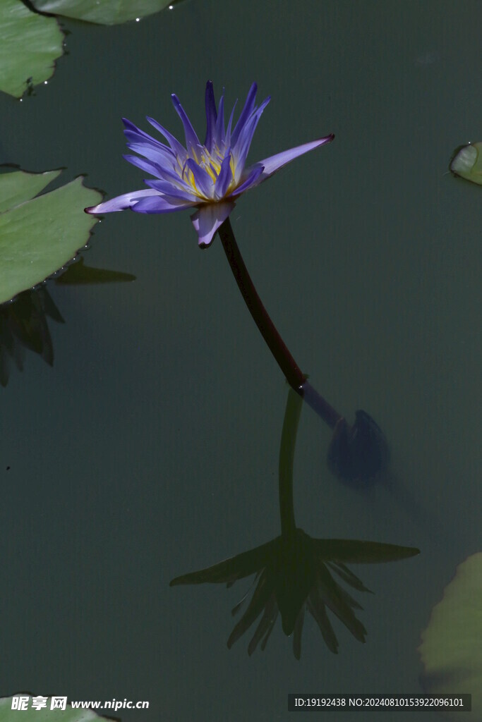 睡莲花  