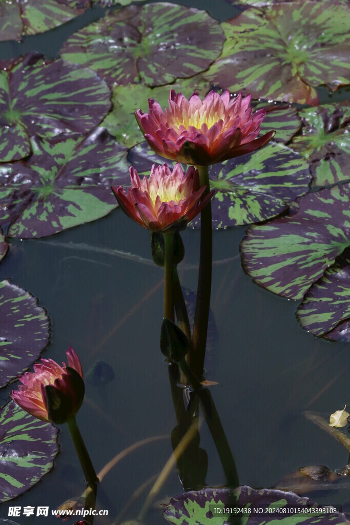 睡莲花 