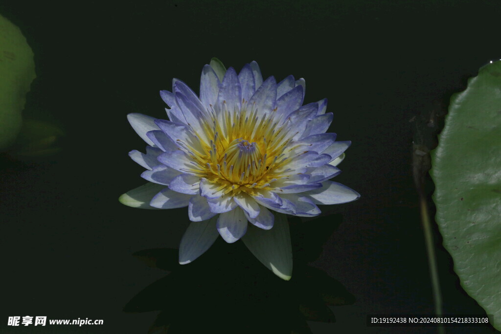 睡莲花  