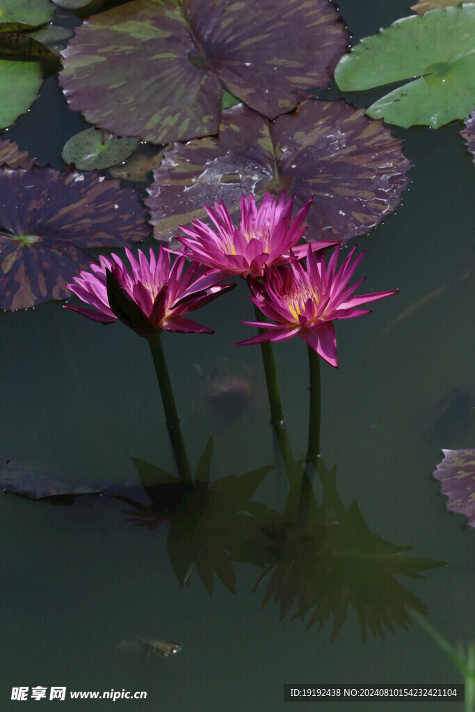 睡莲花  