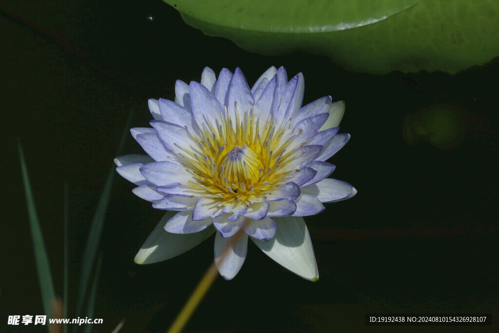 睡莲花 