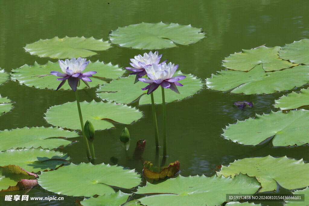睡莲花  