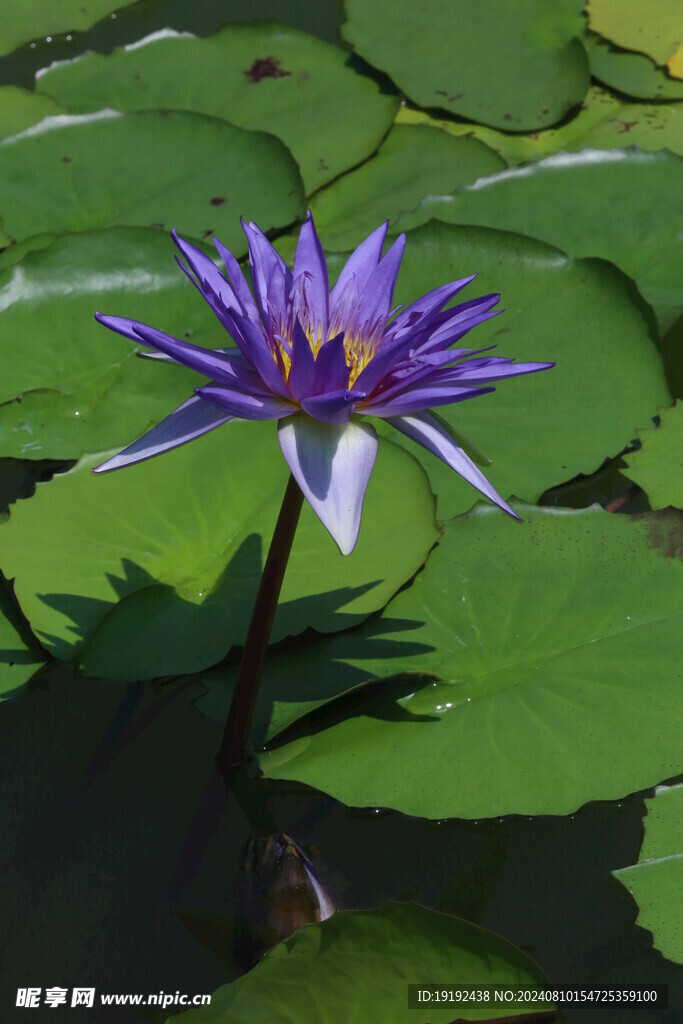 睡莲花  