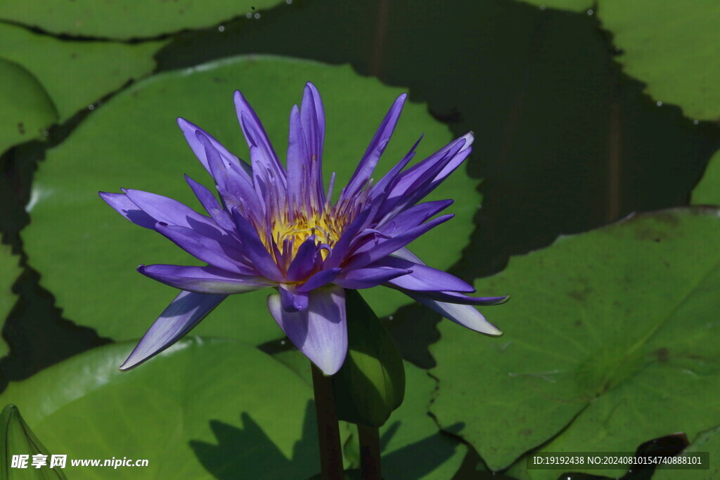 睡莲花