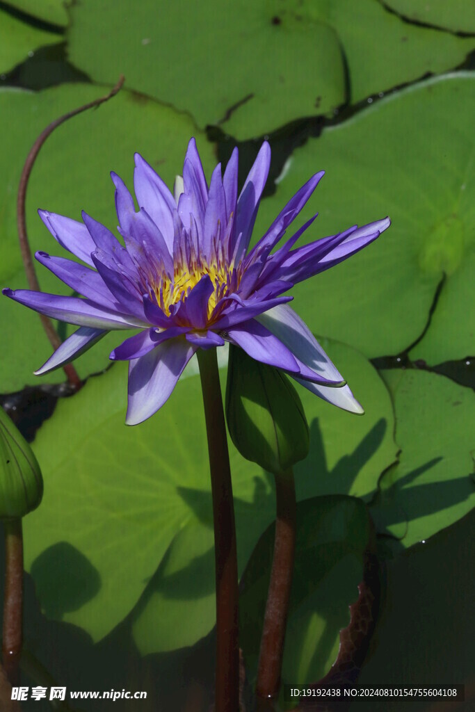 睡莲花  