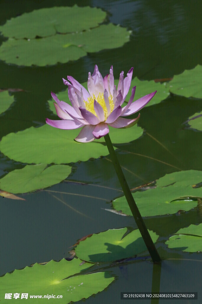 睡莲花