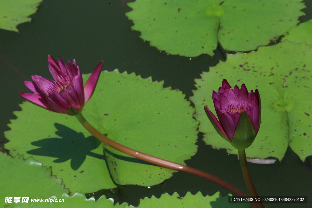 睡莲花