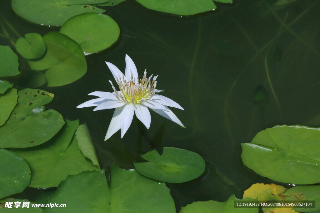 睡莲花