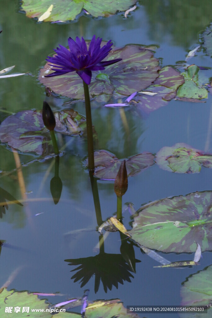 睡莲花  