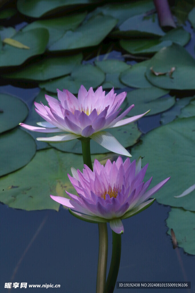 睡莲花 