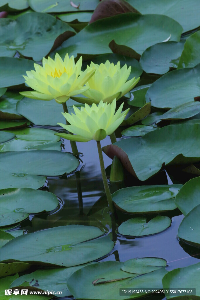 睡莲花  