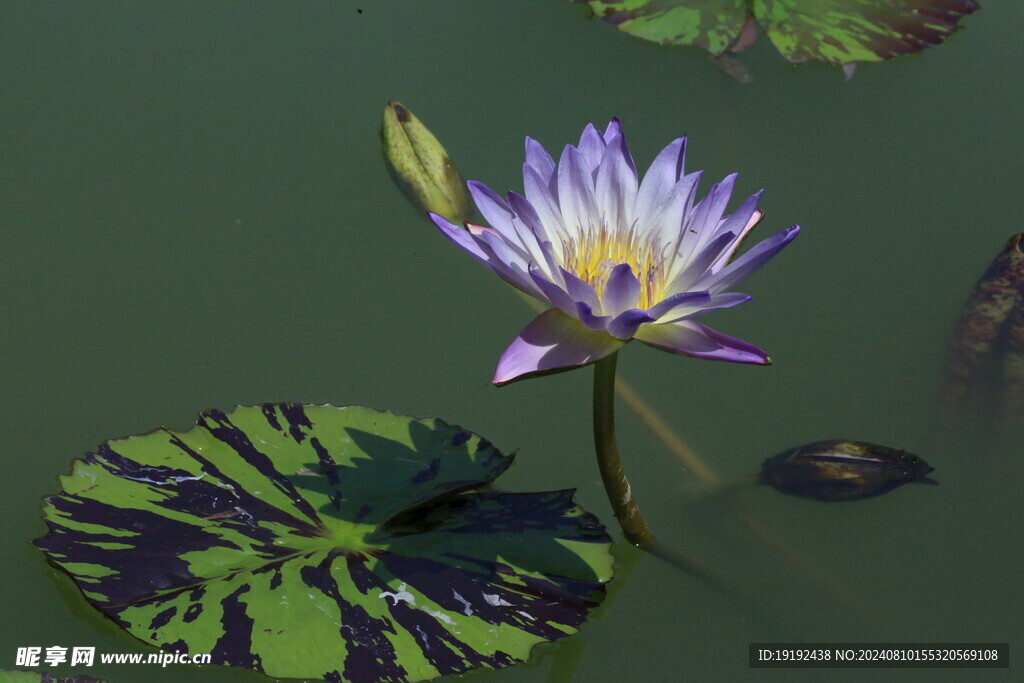 睡莲花