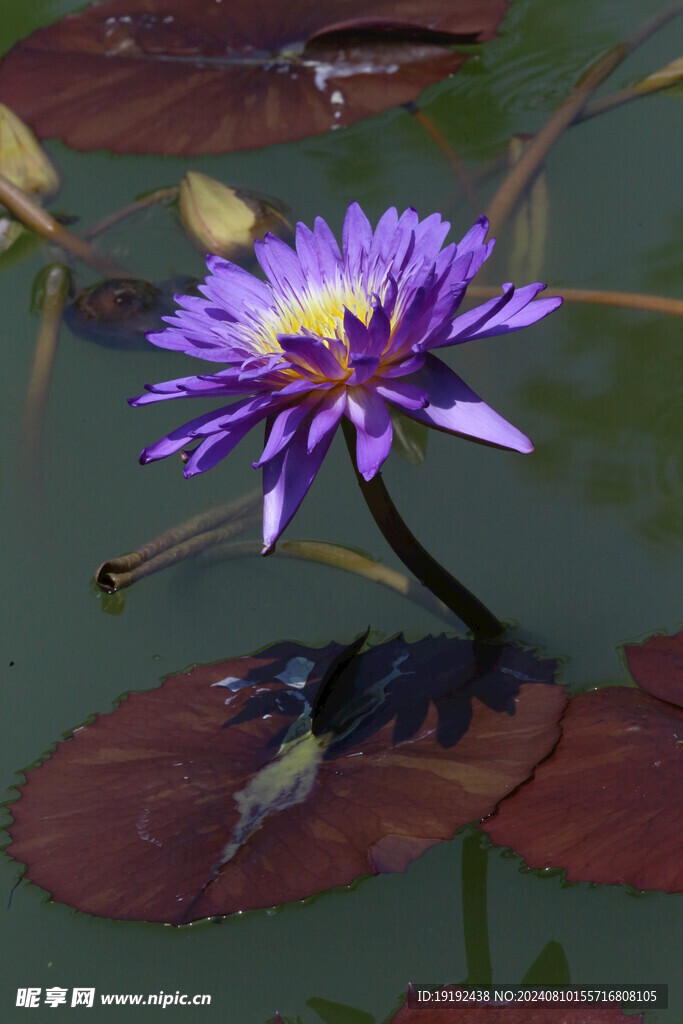睡莲花  