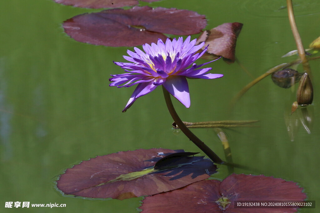 睡莲花  