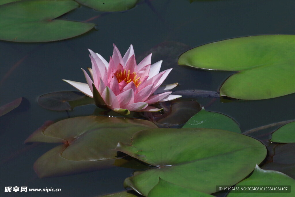 睡莲花 