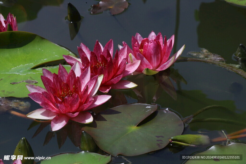 睡莲花 